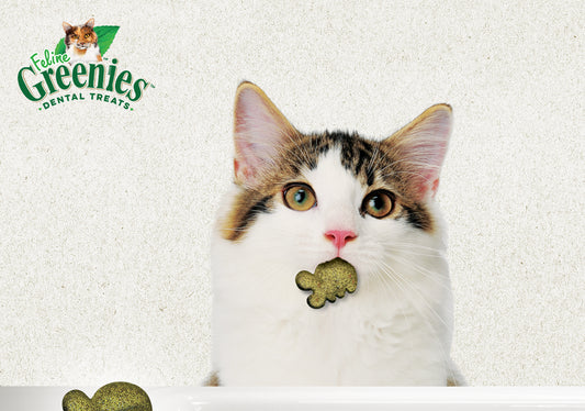 Greenies Cat Dental Treat